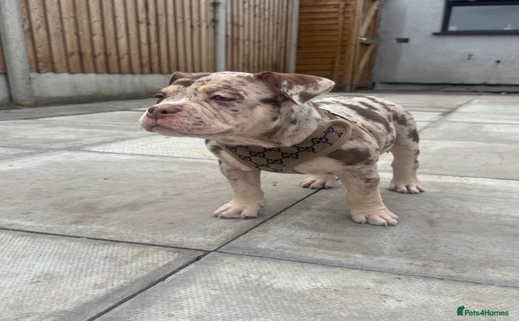 American Bully dogs - Advert 1