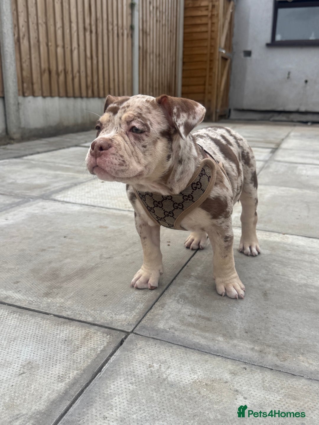 American Bully dogs for sale: American Pocket Bully’s Puppies.  - Image 1