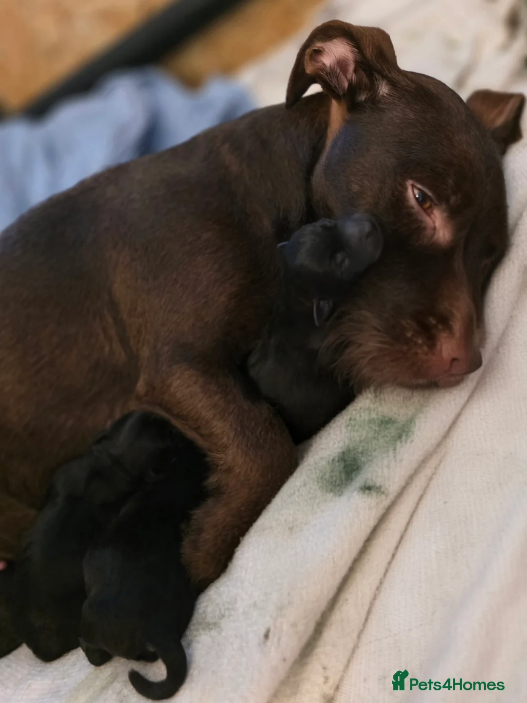 Mixed Breed dogs for sale: Patterdale cross miniature schnauzer puppies  in Leeds - Advert 1