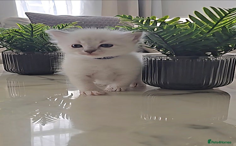 Ragdoll cats - Advert 3