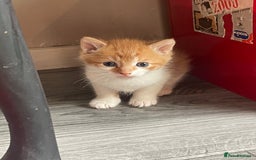 Mixed Breed cats for sale: Beautiful kittens  - Image 6