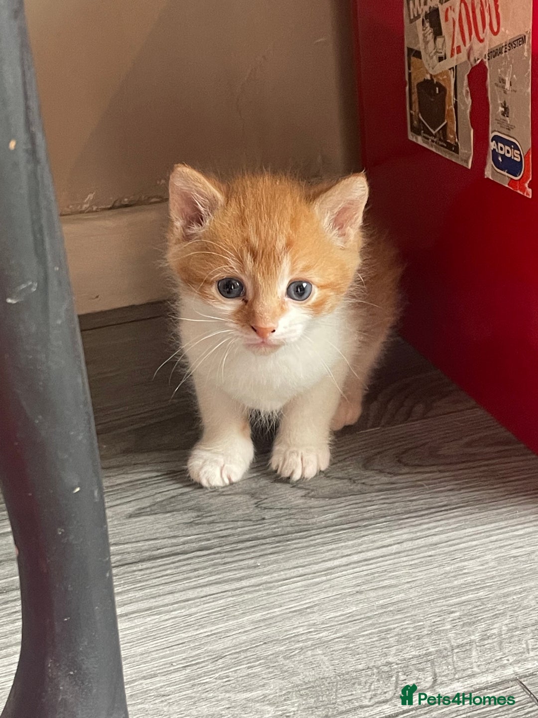Mixed Breed cats for sale: Beautiful kittens  - Image 6