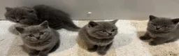 British Shorthair cats for sale: Chunky British shorthair kittens & 1 long haired  - Advert 8