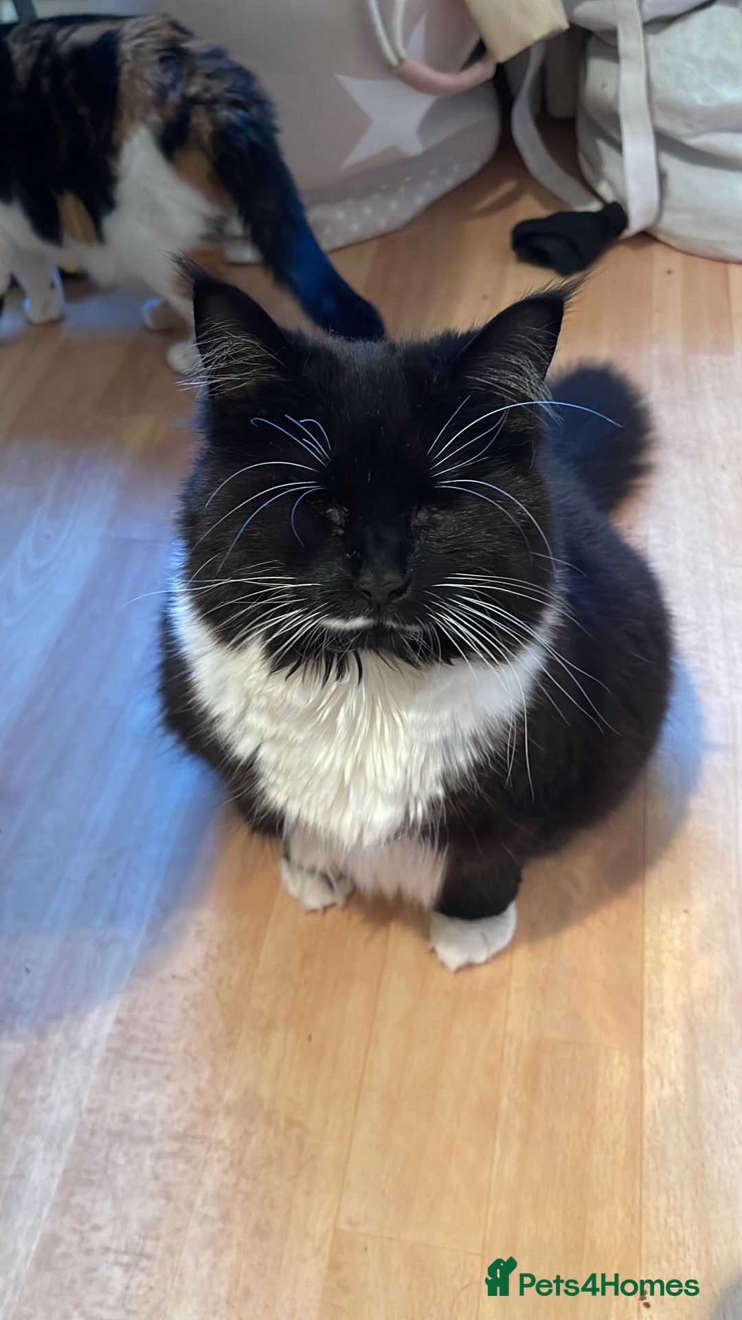 British Longhair cats for sale: 4 year old blind stick needs a new home - Advert 18