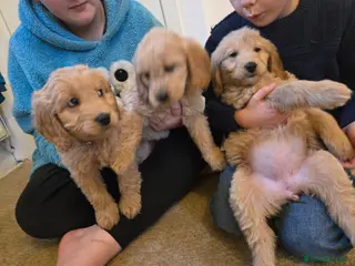 Mini Goldendoodle dogs Available from Monday - Advert 10