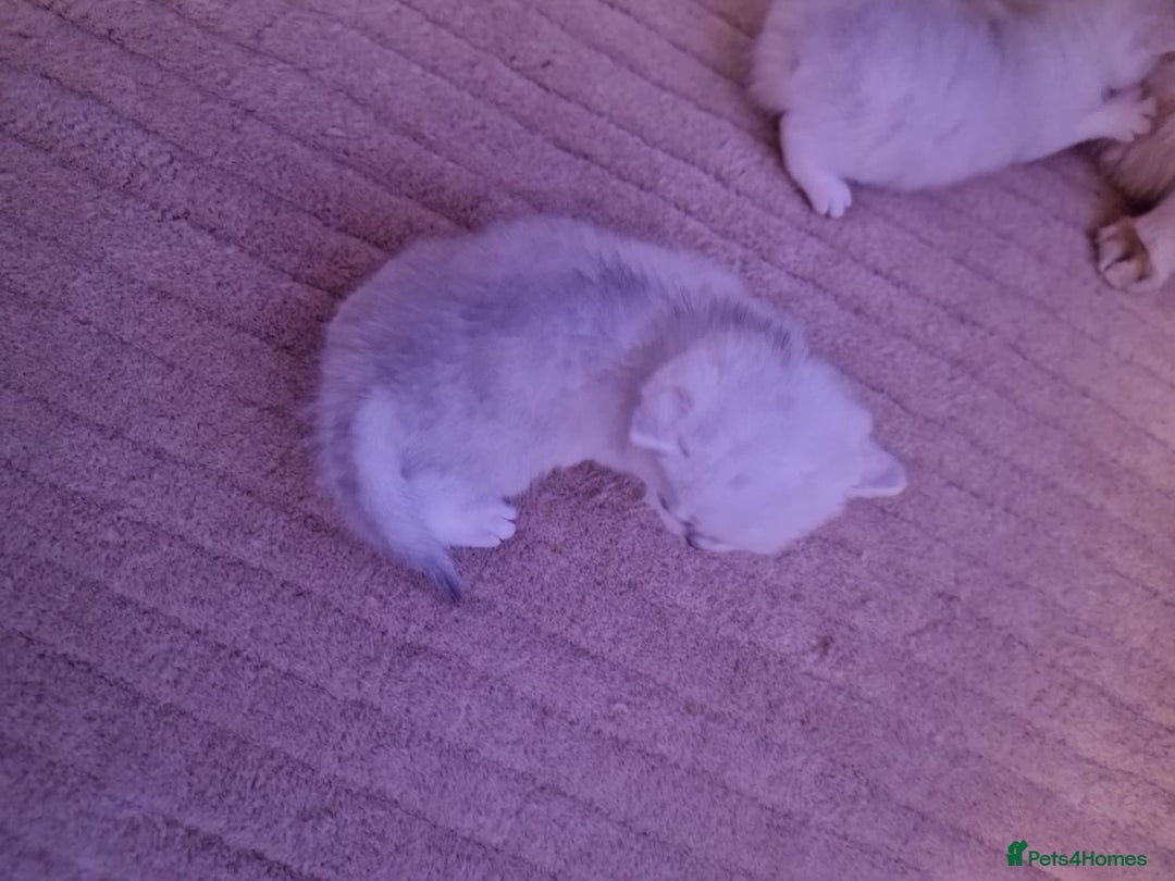 British Shorthair cats for sale: Rare Registered British Shorthair Chinchila Kitten - Image 6