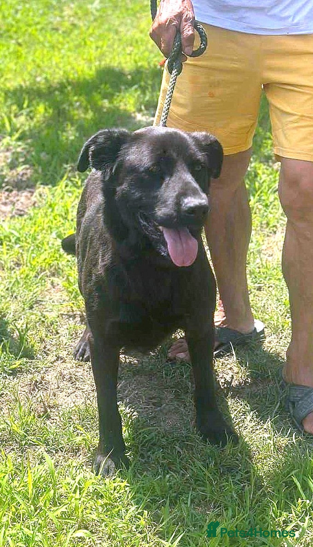 Mixed Breed dogs for adoption: 🐾💖 Teddy – A Black Pearl with a Golden Soul 💖🐾 - Image 2