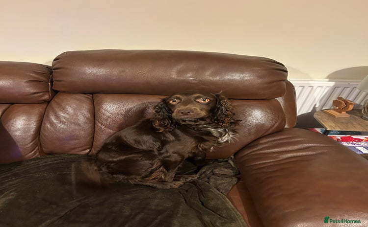 Cocker Spaniel dogs - Advert 1