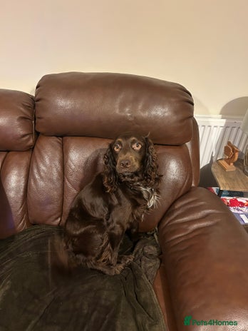 Cocker Spaniel dogs - Advert 1