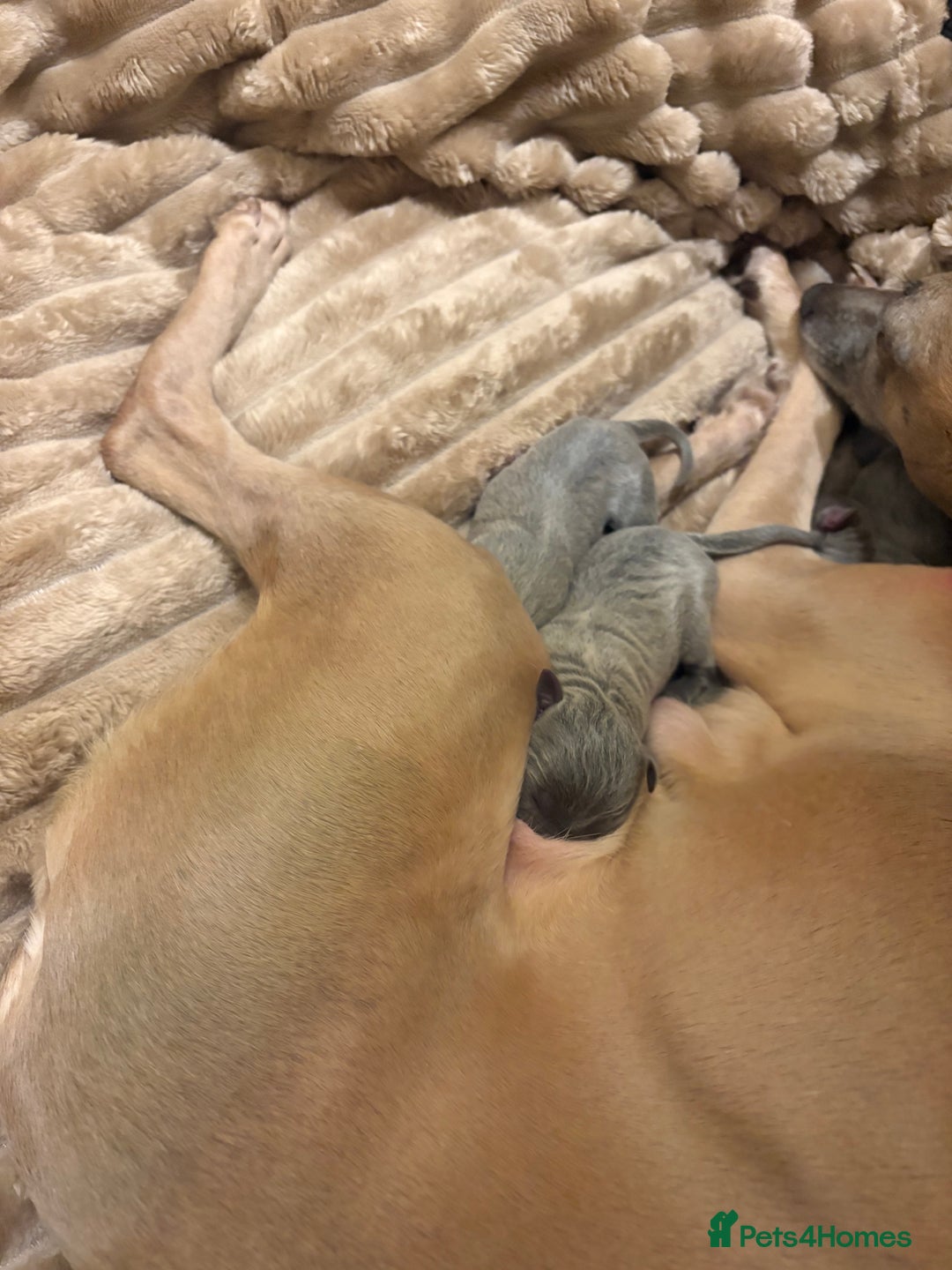 Whippet dogs for sale: Full whippet blue pups  - Advert 4
