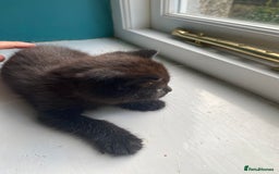Bengal cats for sale: Five super friendly and fun kittens  - Image 6