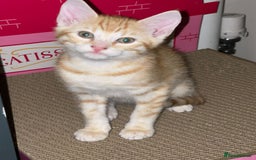 Mixed Breed cats for sale: Stunning Bengal Kittens - Advert 8
