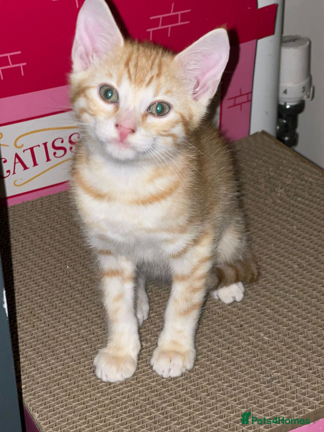 Mixed Breed cats for sale: Stunning Bengal Kittens - Advert 8
