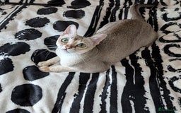 Singapura cats for sale: Singapura girl  - Image 6