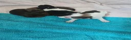 Mixed Breed dogs for sale: Fox terrier cross puppies - Advert 2