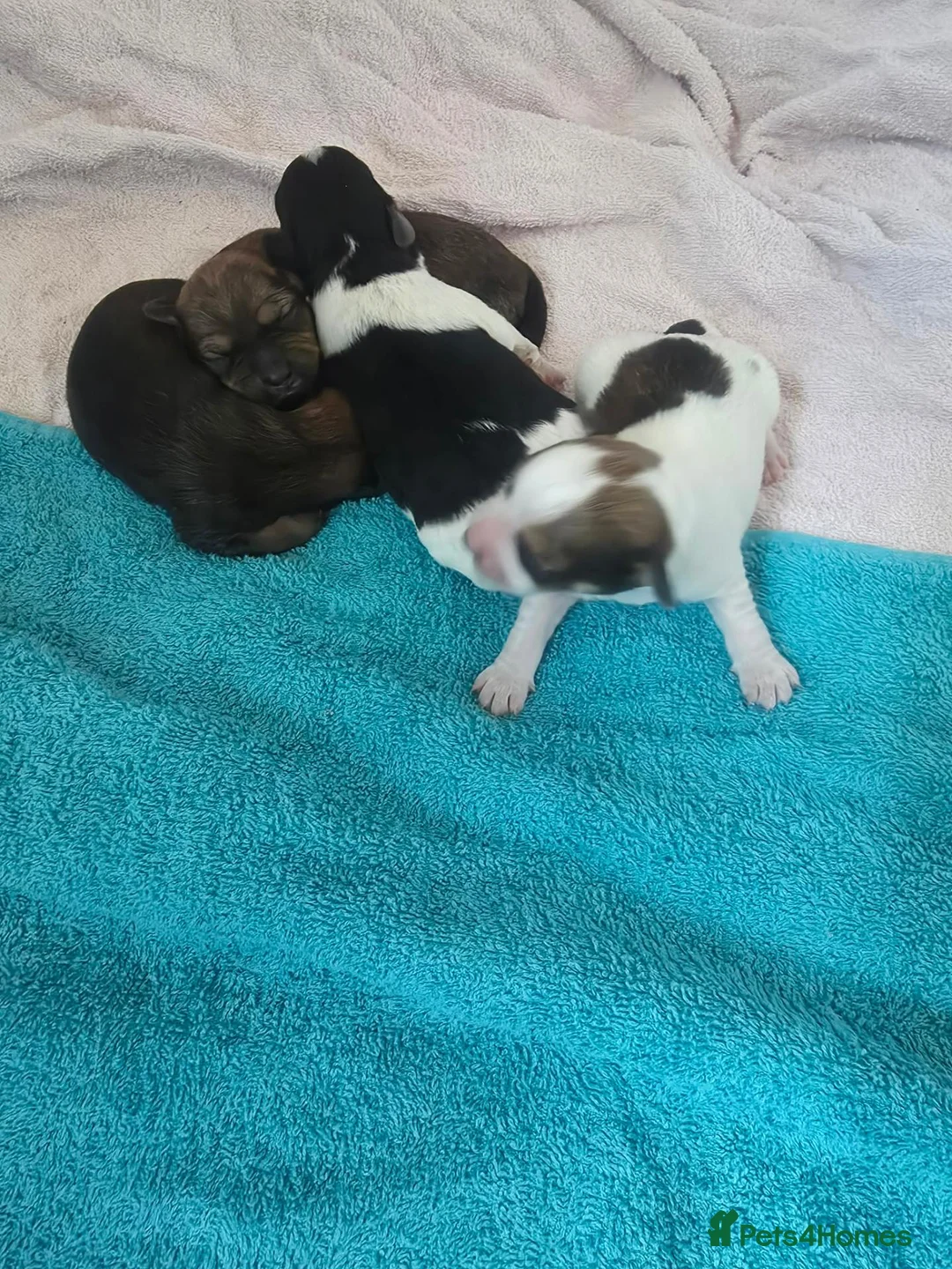 Mixed Breed dogs for sale: Fox terrier cross puppies - Advert 2
