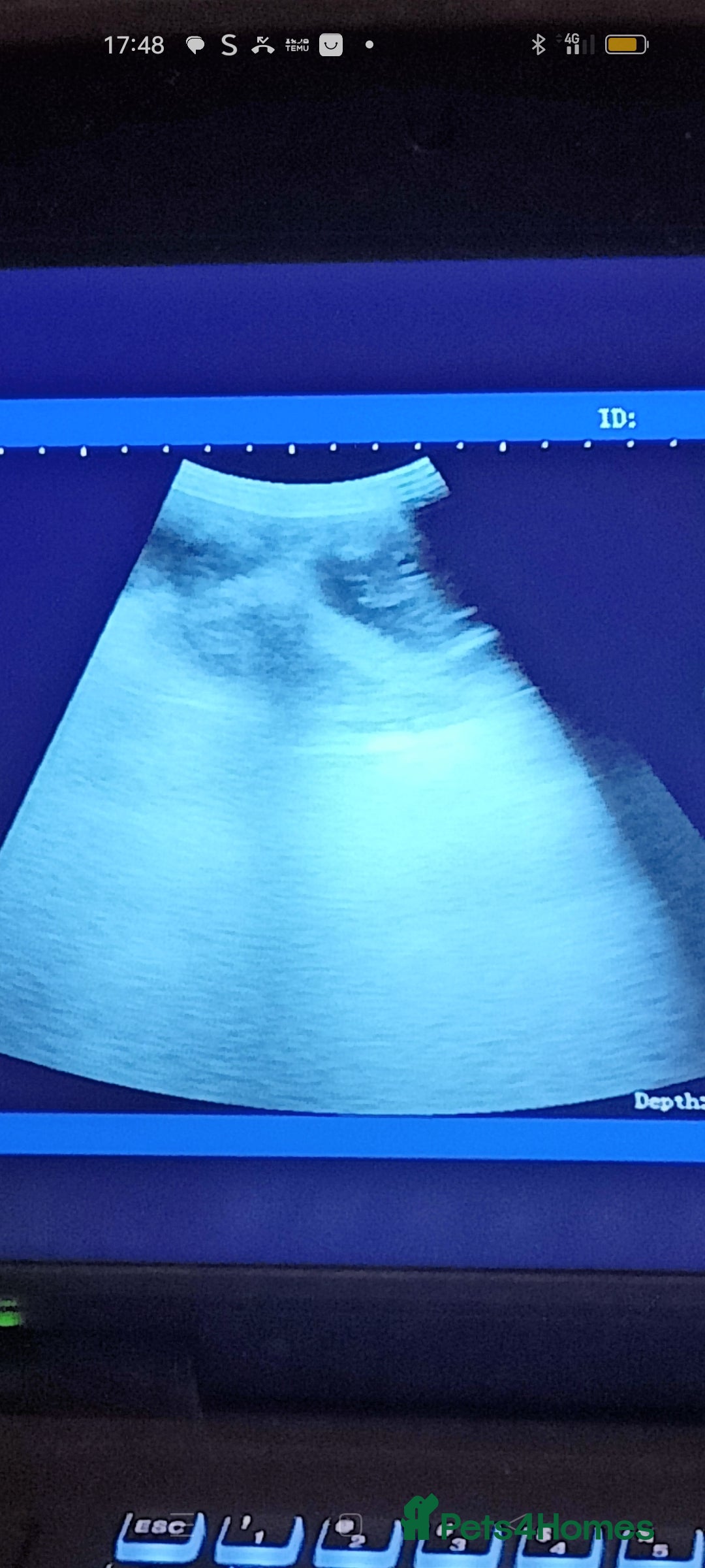 Dalmatian dogs for sale: Dalmatian puppies for sale - Advert 2