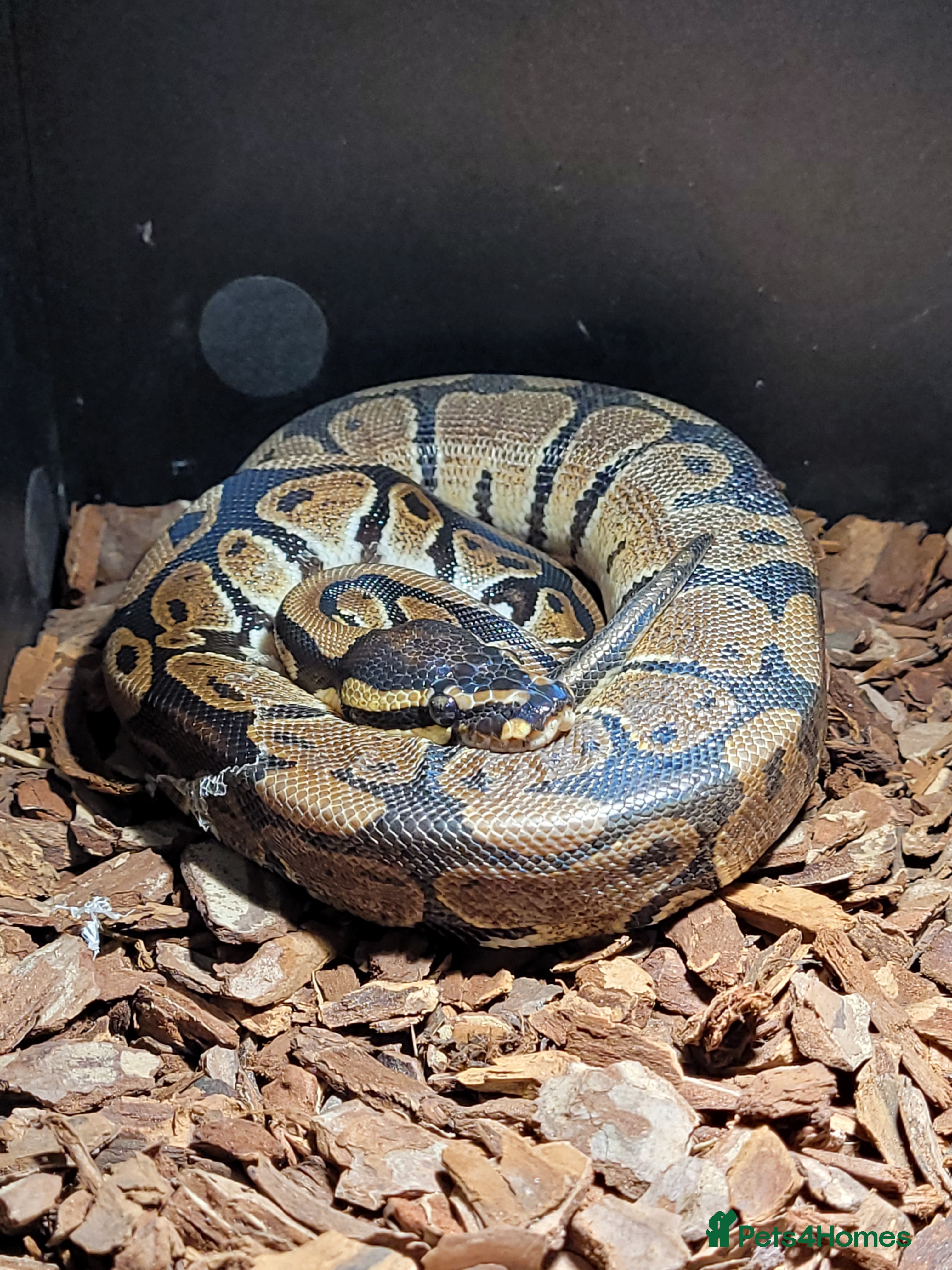Python Snake reptiles ball python snake, £175 (vivarium included) - Advert 8