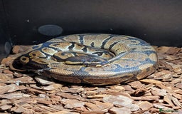 Python Snake reptiles for sale: snake for sale, £250 (including vivarium) - Image 1