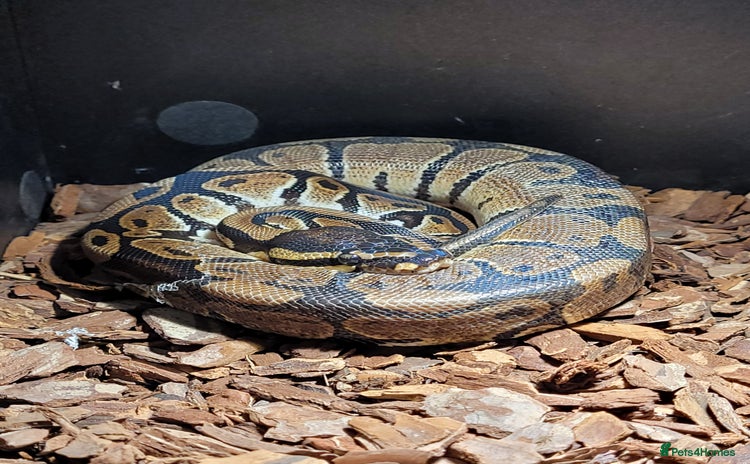 Python Snake reptiles - Advert 1