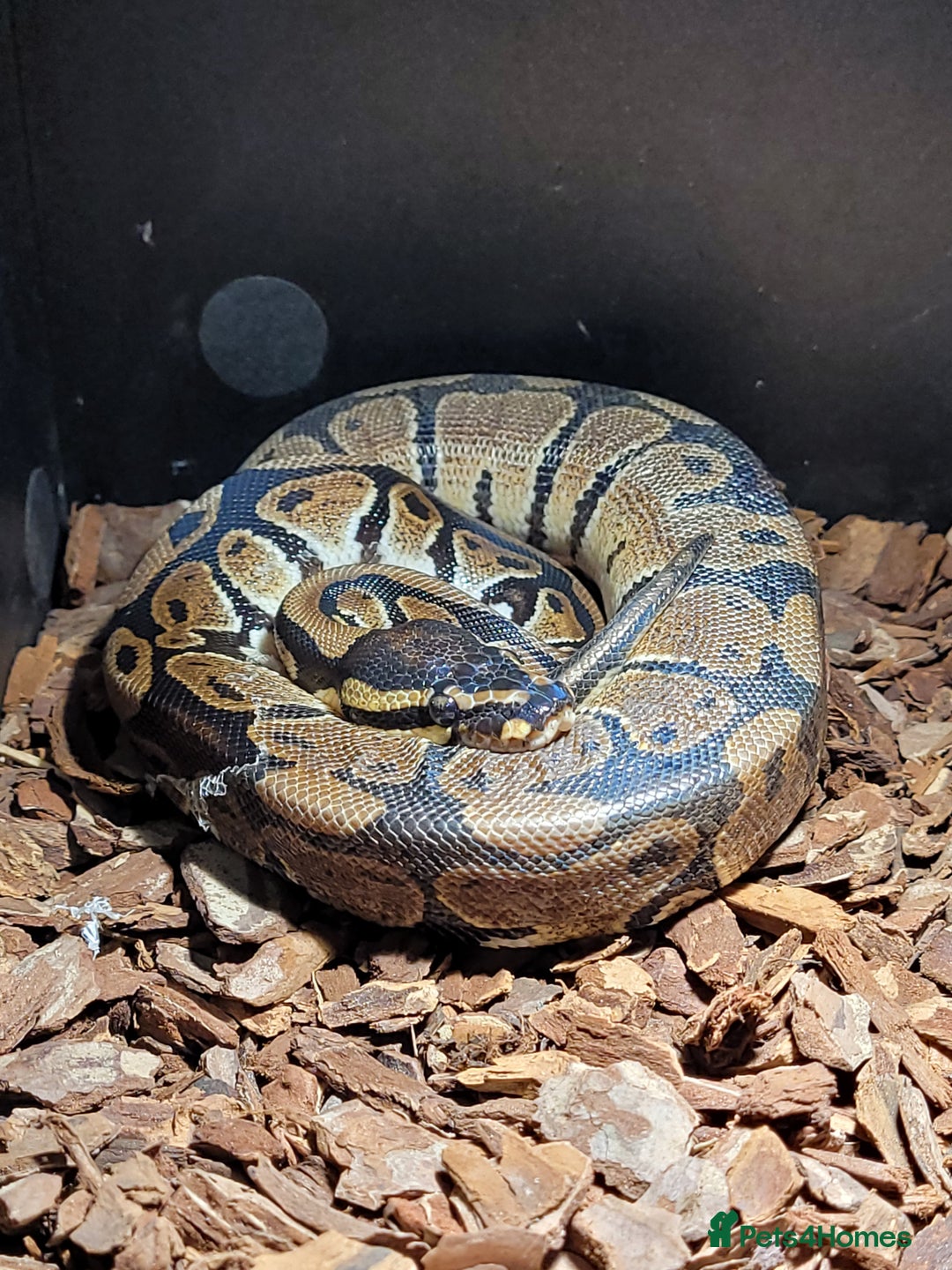 Python Snake reptiles for sale: snake for sale, £250 (including vivarium) - Image 1