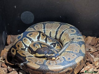 Python Snake reptiles - Advert 18