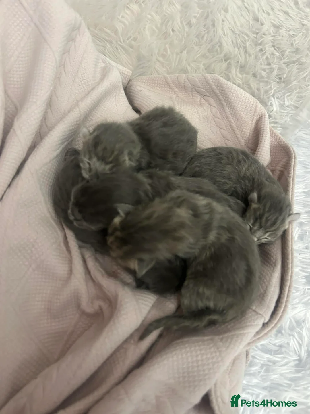 Maine Coon cats for sale: Mainecoon kittens grey smoke coats  - Advert 13