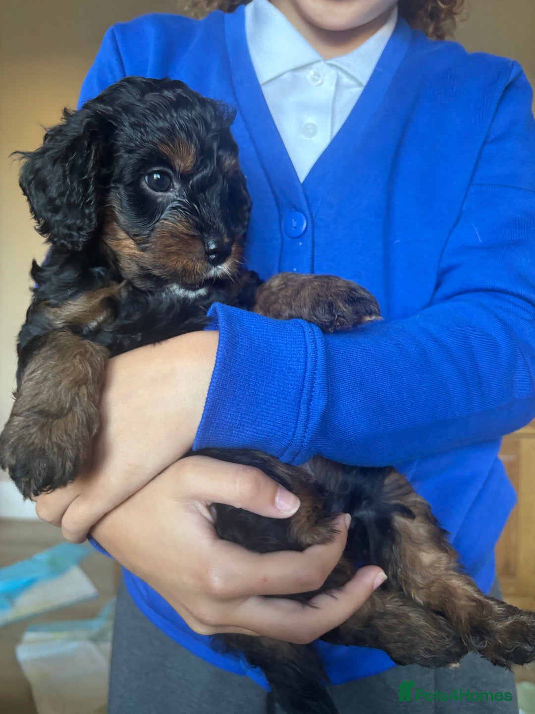 Cavapoo dogs for sale: Outstanding Blk and tan toy cavapoo male left  - Image 24