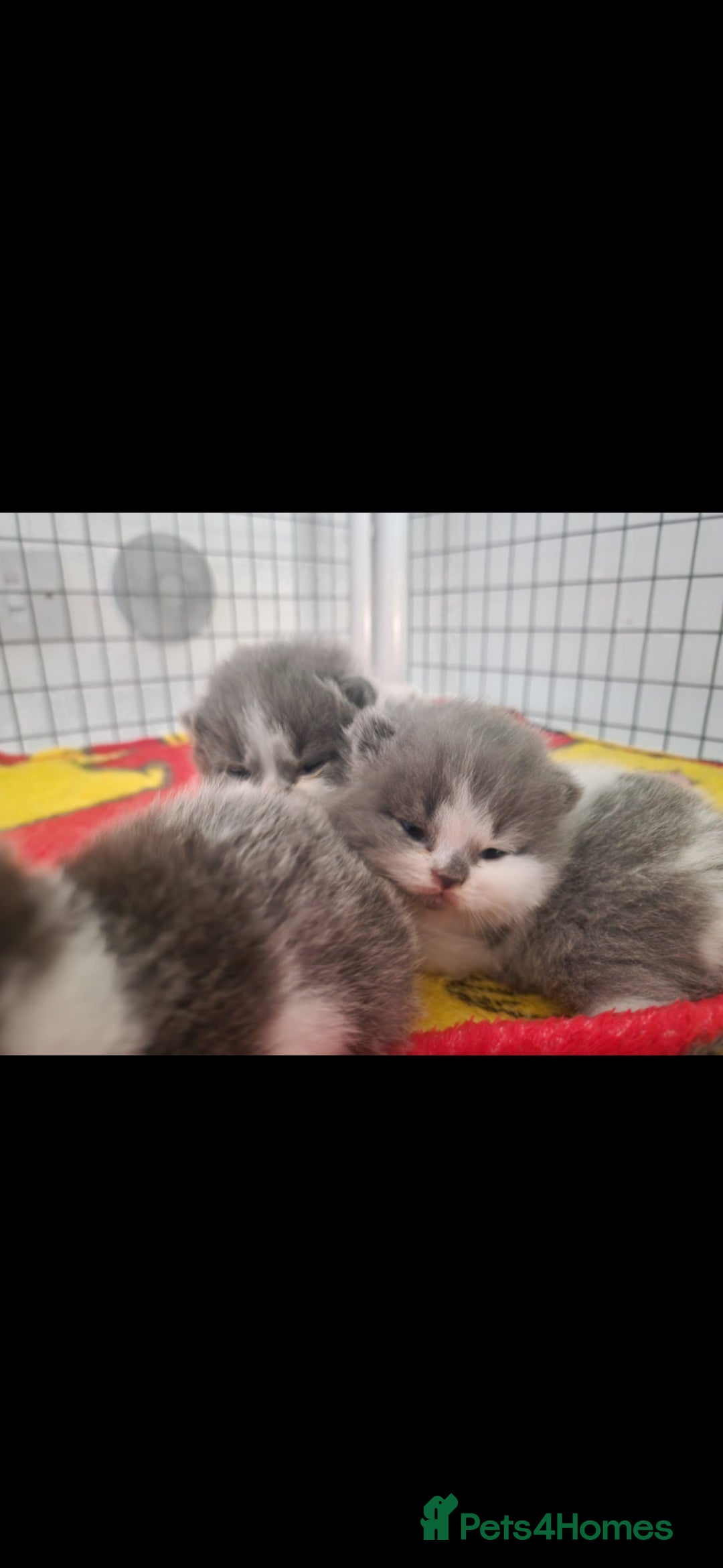 British Shorthair cats for sale: 😍 READY NOW gccf reg British shorthair kittens - Advert 12