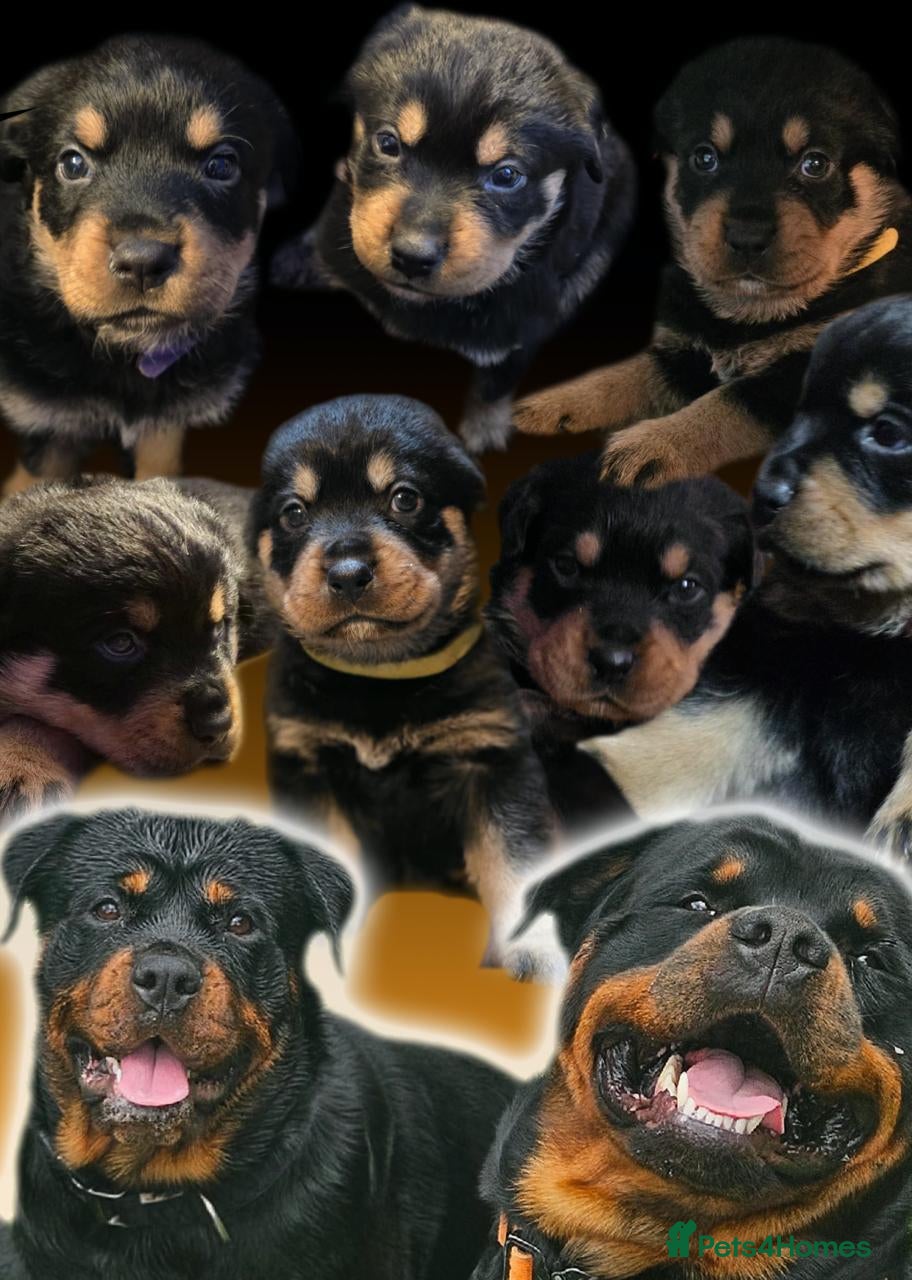 Rottweiler dogs Stunning chunky Rottweiler puppies  - Advert 18
