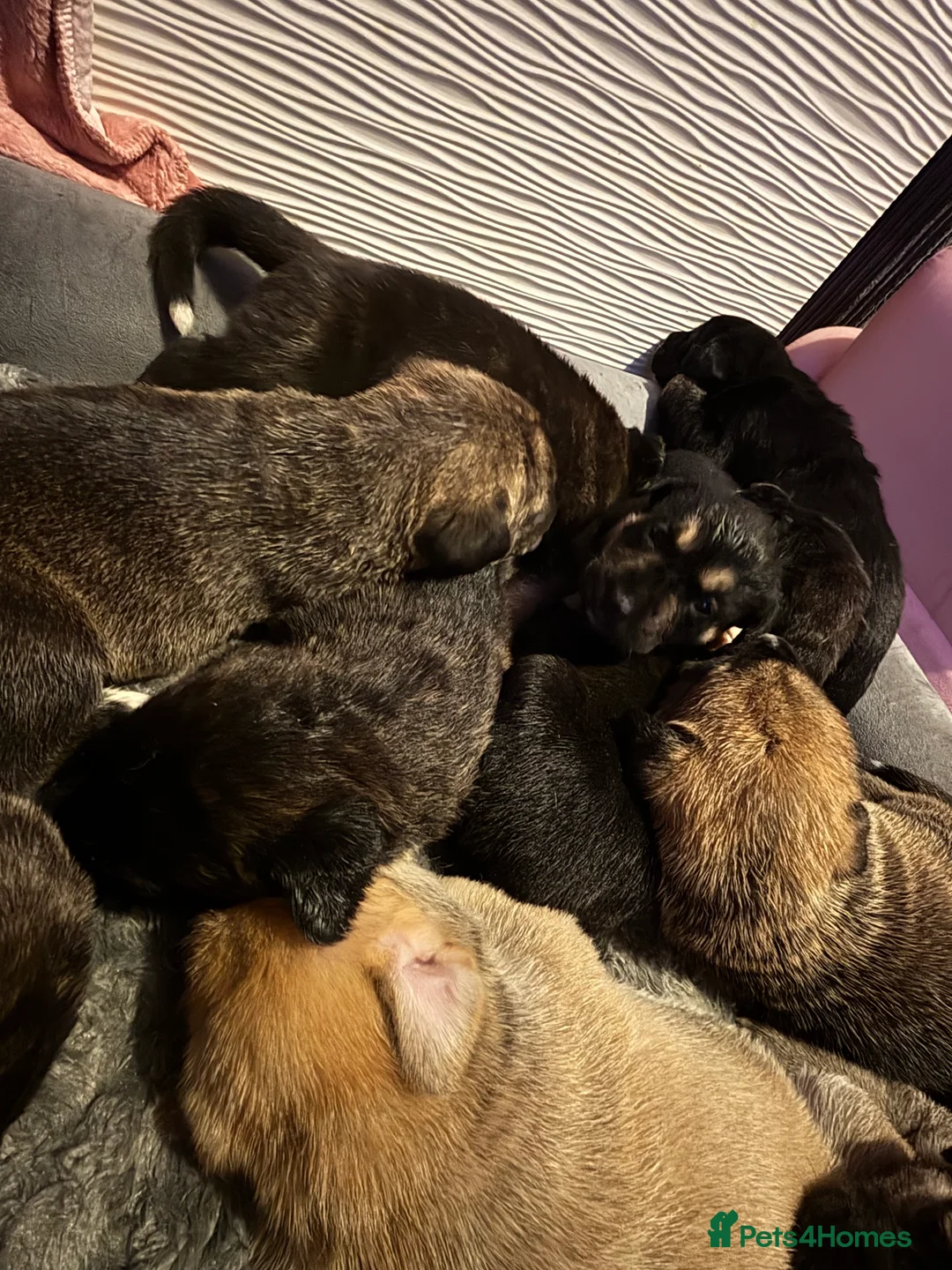 Mixed Breed dogs for sale: 10 beautiful puppies canecorso X huskyakita - Advert 29