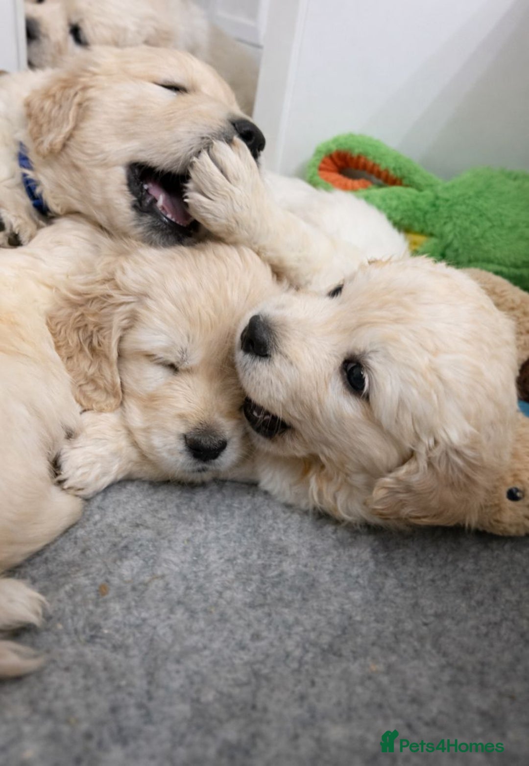 Golden Retriever dogs for sale: Gorgeous KC Registered Golden Retriever Puppies - Advert 3