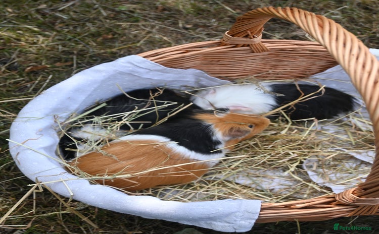 Guinea Pig rodents - Advert 2