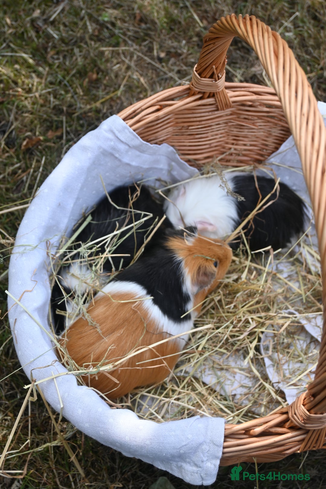 Guinea Pig rodents for sale: 2 Gorgeous Little Babies!🥰 - Image 1