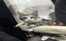 Maine Coon cats for sale: 10 month female reg active pedigree maincoon - Image 1