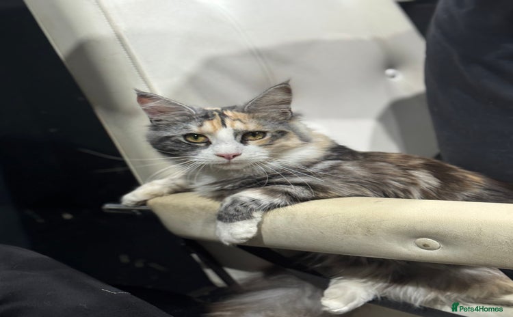 Maine Coon cats - Advert 2