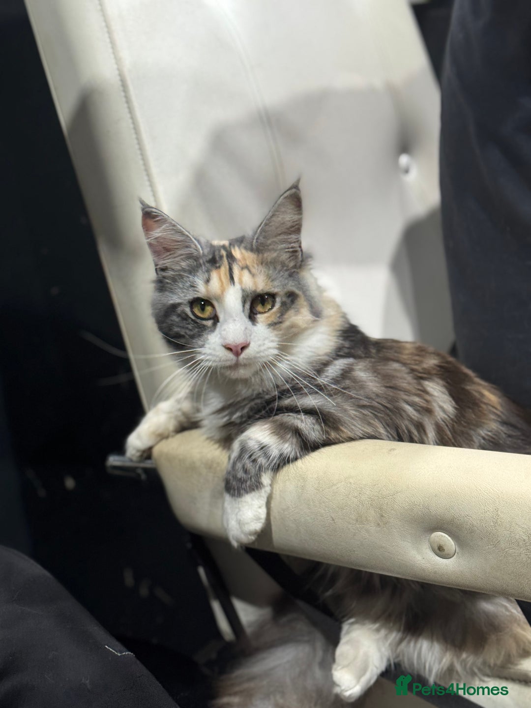 Maine Coon cats for sale: 10 month female reg active pedigree maincoon - Image 1