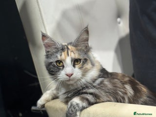 Maine Coon cats - Advert 19