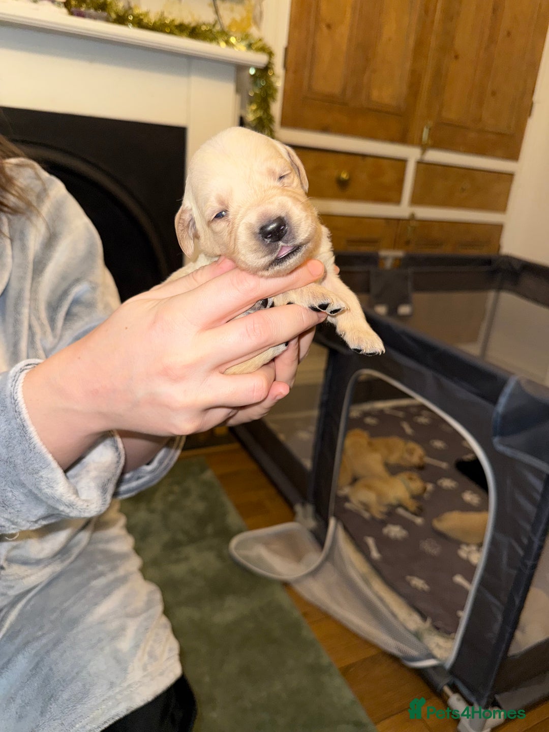 Goldador dogs for sale: 8 beautiful golden retriever x red lab puppies  - Advert 34