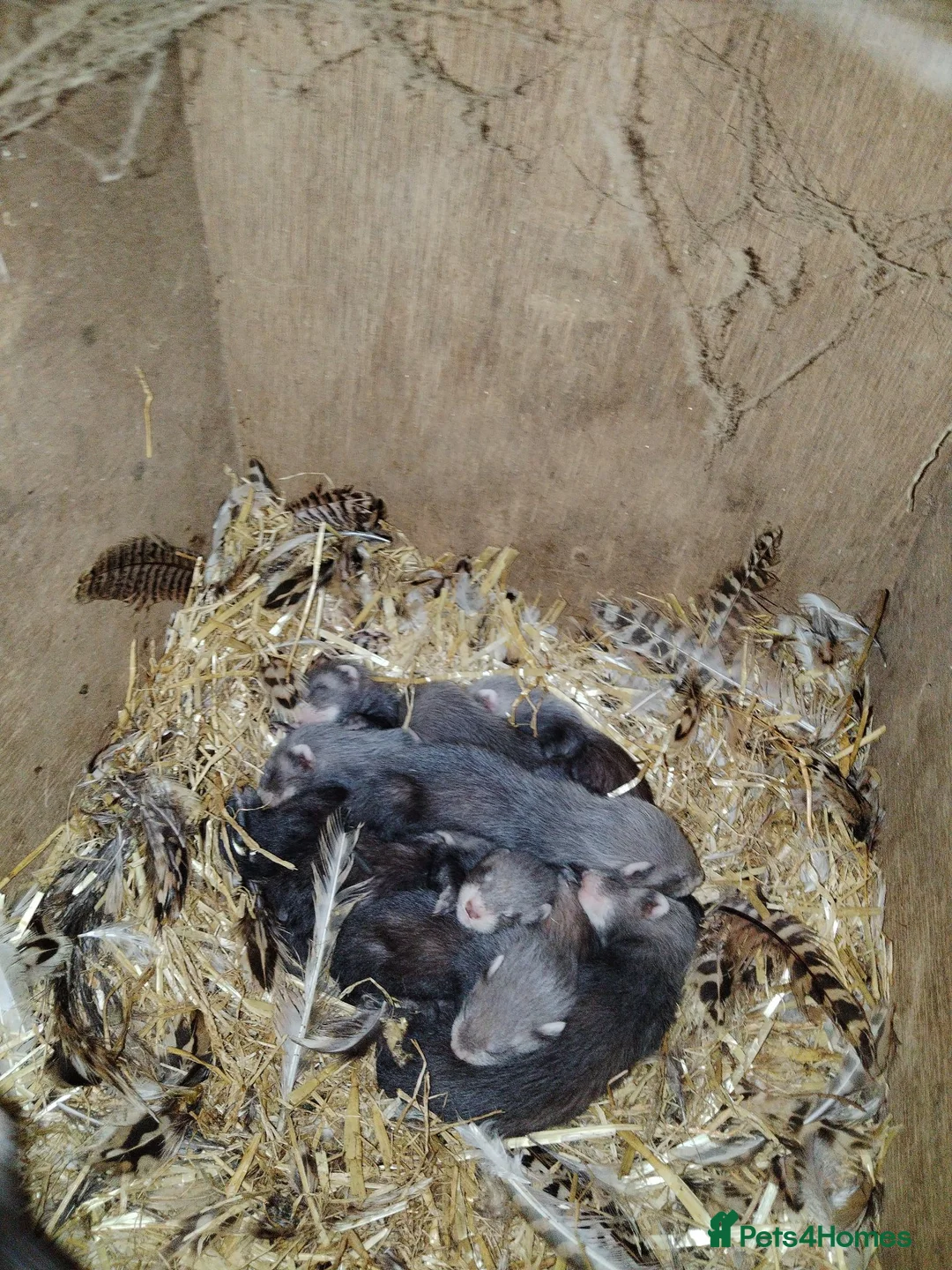 Ferret rodents for sale: Young ferrets for sale  in Aylesbury - Advert 2