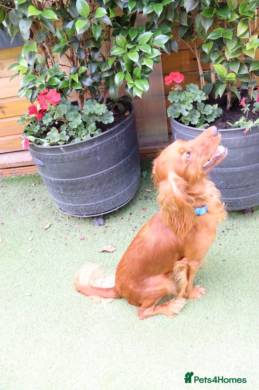 Cockapoo dogs for sale: Stunning F1 puppies Champions Bloodlines  - Advert 12