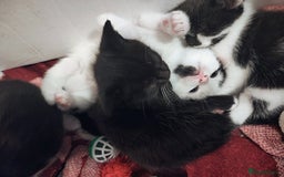Mixed Breed cats for sale: 8 weeks old Kitten, Female - Image 18