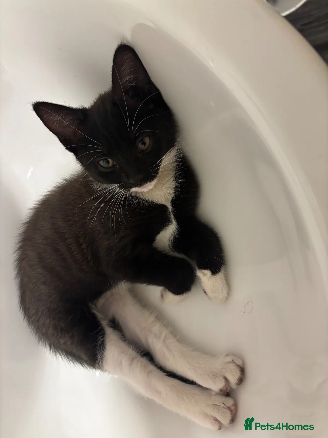 Mixed Breed cats for sale: 7 beautiful kittens  - Advert 1