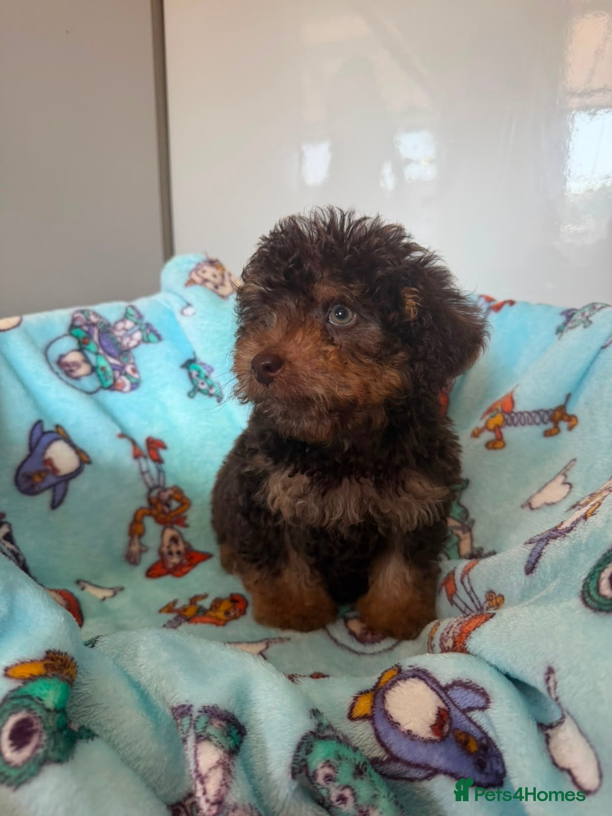 Jackapoo dogs Gorgeous Jackapoo puppies  - Advert 6