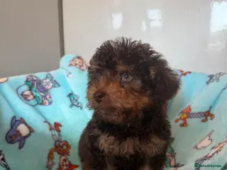 Jackapoo dogs Gorgeous Jackapoo puppies - Advert 4