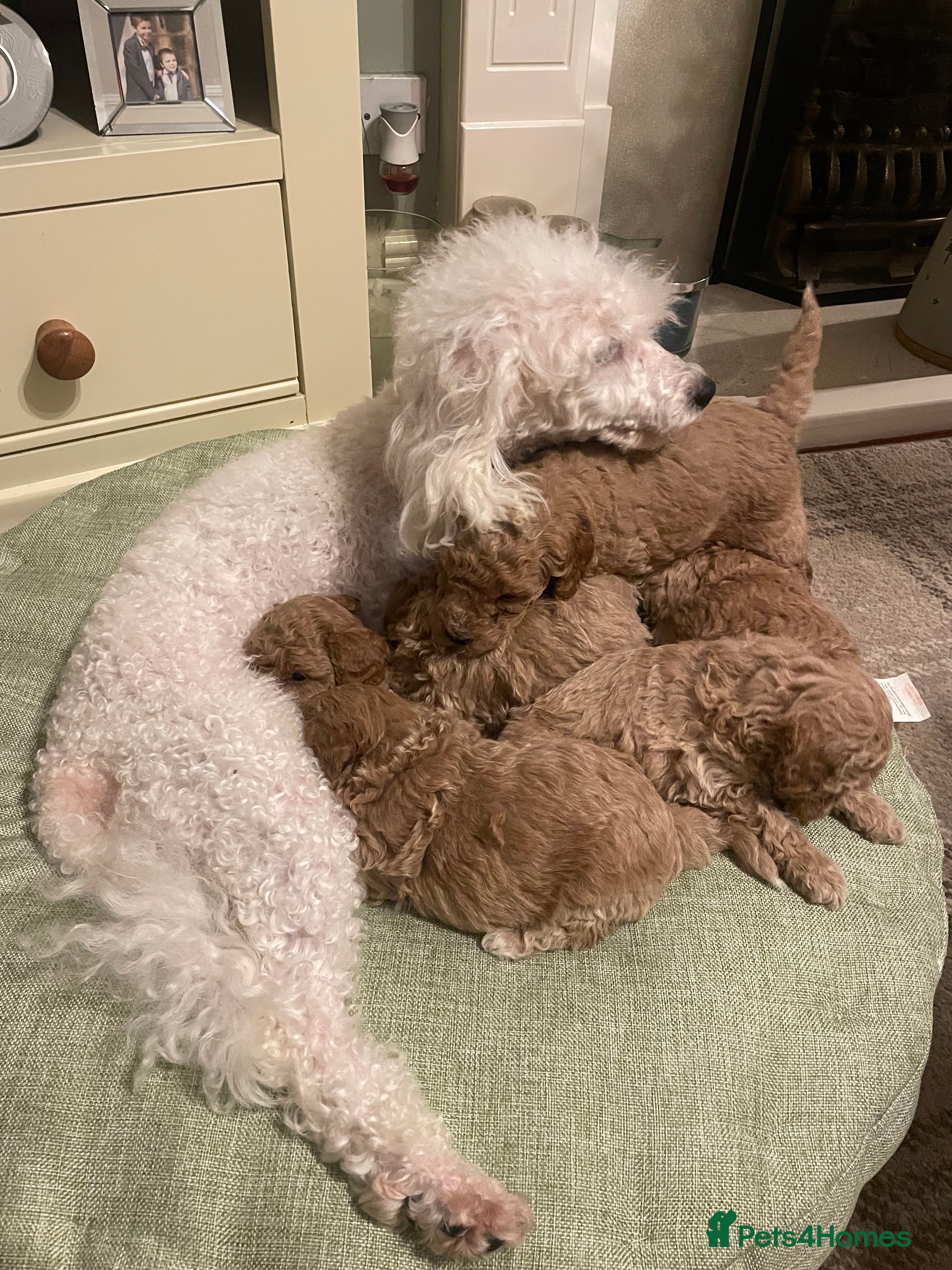 Poodle dogs Adorable Poodle puppies - Advert 3