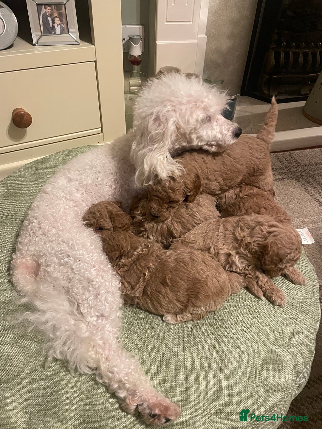 Poodle dogs for sale: Adorable Poodle puppies - Advert 1