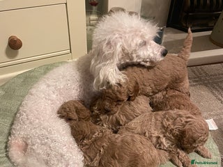 Poodle dogs Adorable Poodle puppies - Advert 3