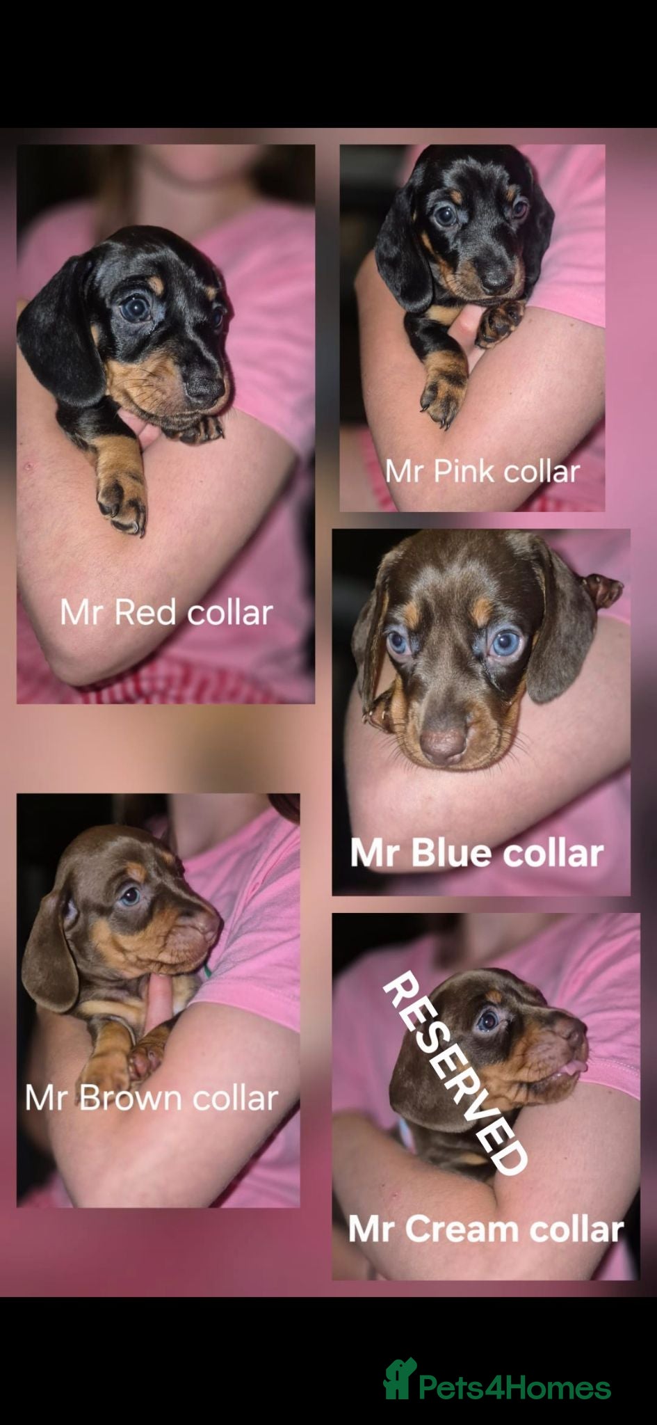 Miniature Dachshund dogs Litter of 5 beautiful boys - Advert 10