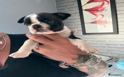 Boston Terrier dogs for sale: Kc Boston terrier  - Image 8
